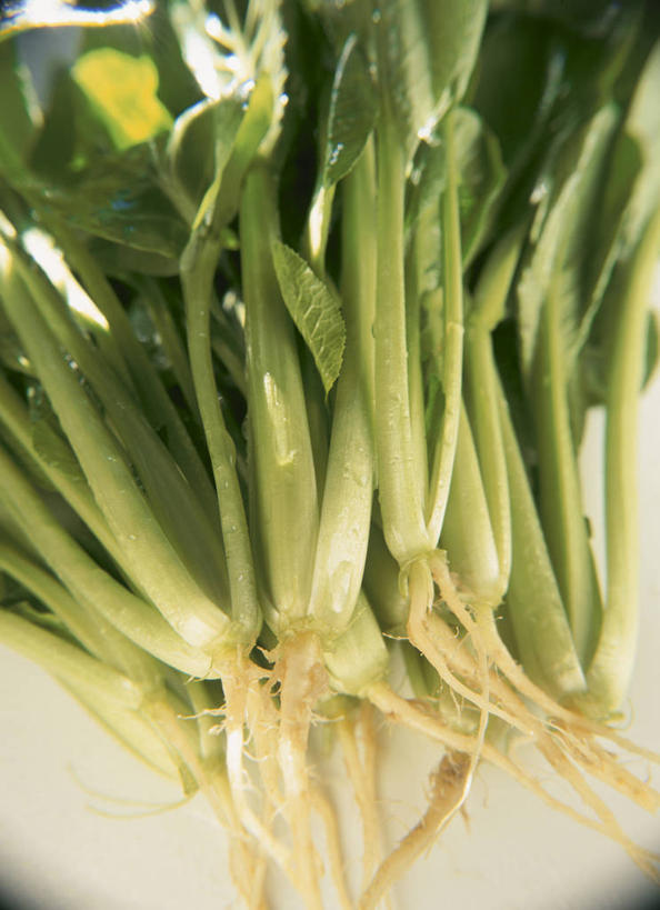 无人,竖图,俯视,室内,特写,白天,蔬菜,一堆,许多,阴影,堆叠,堆积,新鲜,反射,影子,大白菜,食品,很多,白菜,食物,有机食品,绿色食品,堆,结球白菜,胶菜,彩图,高角度拍摄,黄芽白