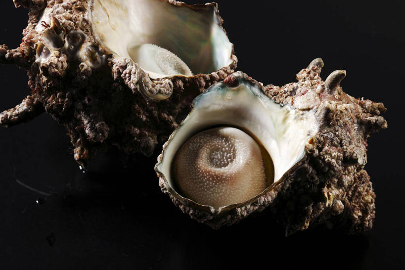 无人,横图,俯视,室内,特写,白天,贝壳,阴影,反射,影子,两个,贝类外壳,海螺壳,软体动物外壳,彩图,高角度拍摄