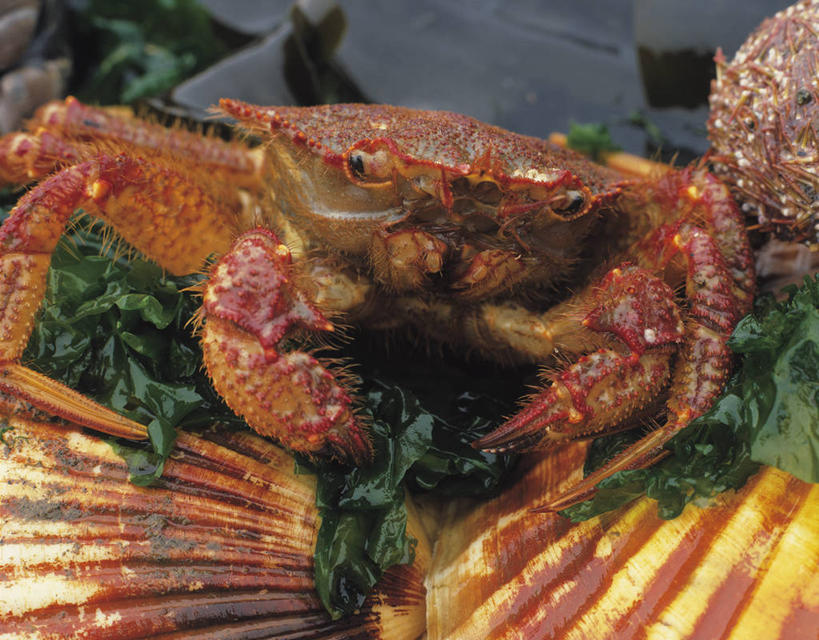 蟹,无人,横图,俯视,室内,特写,白天,叶子,阴影,朦胧,模糊,反射,螃蟹,影子,绿叶,注视,一只,观察,看,趴着,嫩叶,观看,察看,关注,毛蟹,大闸蟹,河蟹,甲壳动物,中华绒螯蟹,叶,叶片,趴,半身,彩图,高角度拍摄