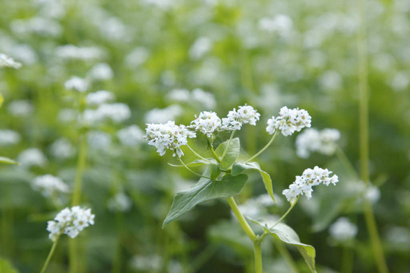 无人,农田,横图,室外,特写,白天,正面,庄稼,农作物,花海,花圃,美景,植物,叶子,阴影,朦胧,模糊,盛开,光线,影子,景观,谷物,荞麦,花蕾,花,花瓣,花朵,花卉,鲜花,绿色,阳光,自然,花丛,花束,花田,花苞,花蕊,景色,荞麦花,自然风光,彩图,耕地,庄稼田
