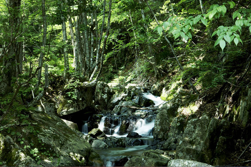 无人,横图,室外,白天,正面,旅游,度假,河流,石头,美景,森林,树林,水,植物,日本,亚洲,阴影,光线,石子,影子,河水,景观,水流,娱乐,树,树木,绿色,阳光,自然,享受,休闲,景色,放松,生长,成长,自然风光,东亚,本州,本州岛,日本国,中部地方,岐阜,岐阜县,石块,彩图,高山市