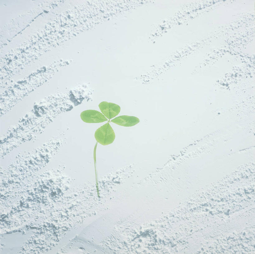 无人,横图,室内,特写,白天,正面,自由,一片,纹路,纹理,墙,四叶草,墙壁,墙面,幸运草,摄影,影棚,和平,肌理,牛角花,统一,团结,幸运,彩图,影棚拍摄,拍摄