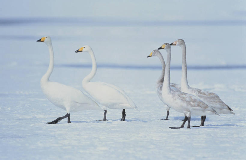 无人,公园,站,横图,室外,白天,侧面,旅游,度假,美景,雪,大雪,鸟,野生动物,天鹅,北海道,日本,亚洲,阴影,朦胧,模糊,光线,鸟类,影子,积雪,景观,雪景,冬季,冬天,注视,娱乐,阳光,自然,动物,观察,看,站着,享受,休闲,景色,放松,寒冷,可爱,五只,观看,察看,国家公园,关注,自然风光,东亚,日本国,北海道地方,北海道岛,严寒,川上郡,钏路支厅,弟子屈町,屈斜路湖,阿寒国家公园,鹄,站立,彩图,全身,振兴局,钏路综合振兴局,阿寒国立公园,道东,小天鹅