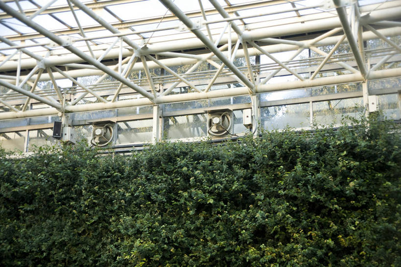 无人,横图,室外,白天,仰视,植物,窗户,环保,防护,温室,玻璃窗,树,树木,绿色,自然,设施,生长,成长,暖房,防寒,美好,美妙,加温,间隔,透光,保温,美观,雅观,绿篱,生篱,树篱,植篱,彩图,低角度拍摄