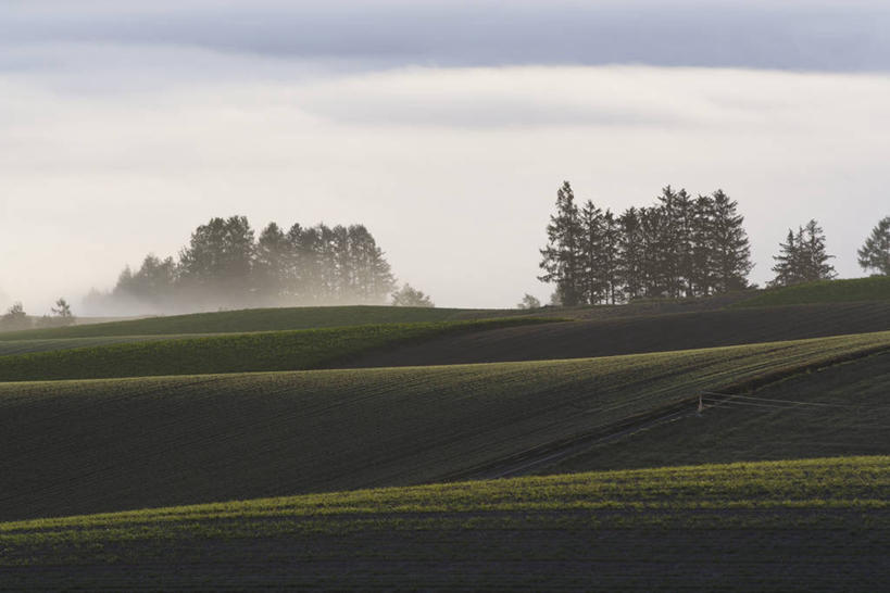 无人,农田,横图,室外,白天,正面,旅游,度假,庄稼,农作物,草地,草坪,日出,美景,树林,太阳,植物,雾,北海道,日本,亚洲,朦胧,模糊,景观,朝霞,晨曦,黎明,娱乐,草,树,树木,绿色,阳光,自然,享受,休闲,景色,放松,生长,成长,迷雾,自然风光,东亚,日本国,北海道地方,北海道岛,上富良野町,上富良野,朝阳,大雾,彩图,耕地,庄稼田,卯时,破晓,日始