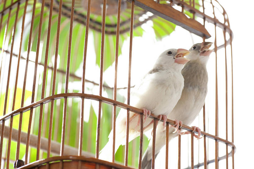 无人,栏杆,站,横图,室内,白天,仰视,鸟,野生动物,阴影,反射,鸟类,影子,围栏,笼子,鸟笼,注视,护栏,一个,白色,动物,观察,看,站着,两只,可爱,活泼,单个,观看,察看,关注,蜡嘴鸟,梅花雀,站立,彩图,低角度拍摄,全身,禾雀,灰文鸟,文鸟,爪哇禾雀