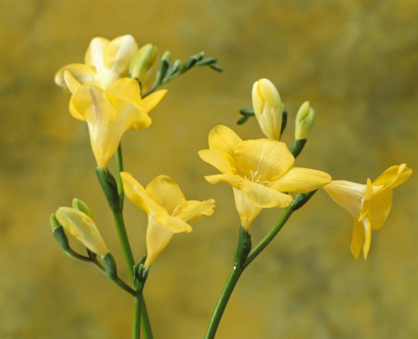 无人,横图,室内,特写,白天,正面,纯洁,绿色背景,盛开,小苍兰,花蕾,花,花瓣,花朵,鲜花,黄色,花苞,花蕊,摄影,影棚,清香,浓情,麦兰,小菖兰,雪兰,洋晚香玉,彩图,影棚拍摄,拍摄