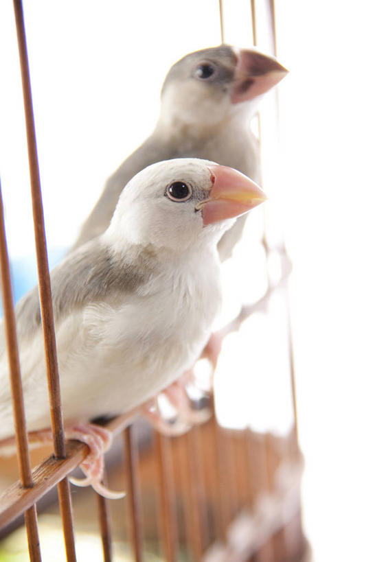 无人,栏杆,站,竖图,室内,白天,侧面,鸟,野生动物,阴影,反射,鸟类,影子,围栏,笼子,鸟笼,注视,护栏,动物,容器,观察,看,站着,两只,可爱,活泼,观看,储藏,察看,储存,关注,蜡嘴鸟,梅花雀,站立,半身,彩图,禾雀,灰文鸟,文鸟,爪哇禾雀,贮存