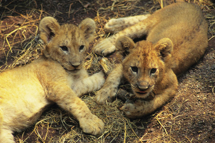 无人,横图,俯视,室外,白天,美景,植物,哺乳动物,野生动物,狮子,幼小,阴影,枯萎,光线,影子,景观,枯草,注视,草,黄色,阳光,自然,动物,看,趴着,两只,景色,关注,自然风光,凶猛,残暴,凶残,趴,抬头,仰头,半身,彩图,高角度拍摄