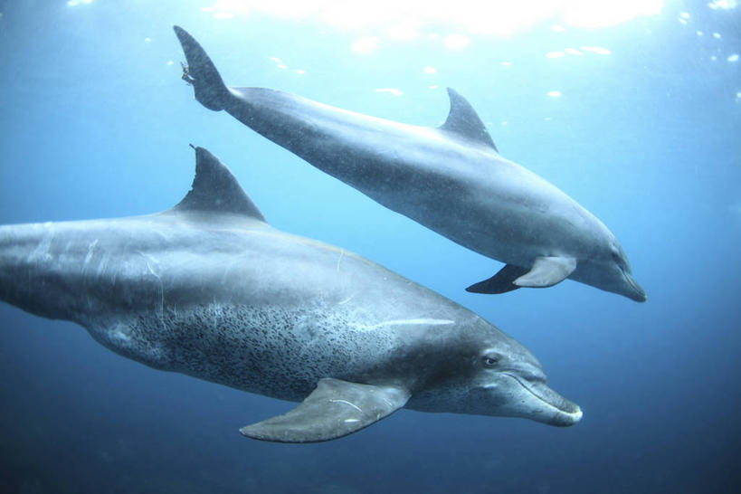 游泳,无人,横图,室外,白天,侧面,海底,水下,海浪,海洋,美景,哺乳动物,海豚,鲸鱼,东京,日本,亚洲,阴影,光线,影子,景观,浪花,水底,注视,海洋生物,阳光,自然,海水,动物,观察,看,两只,景色,海底世界,鲸,观看,察看,关注,自然风光,水生动物,水生物,海景,东亚,海底动物,本州,关东地方,本州岛,日本国,东京都,泅水,鲸类,拍浮,豆南诸岛,伊豆七岛,伊豆群岛,大海,风浪,海,海床,海水的波动,近岸浪,涌浪,半身,彩图,御藏岛