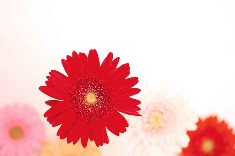 无人,横图,室内,特写,白天,白色背景,正面,四朵,阴影,朦胧,模糊,盛开,反射,影子,非洲菊,花蕾,花,花瓣,花朵,鲜花,粉色,红色,花苞,花蕊,菊花,摄影,影棚,扶郎花,灯盏花,千日菊,彩图,影棚拍摄,拍摄