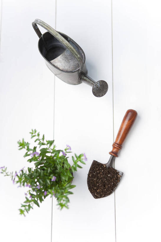 无人,竖图,俯视,室内,白天,植物,金属制品,阴影,反射,金属,铲子,壶,盆栽,影子,盆景,洒水壶,水壶,一个,绿色,自然,生长,单个,成长,浇水壶,彩图,高角度拍摄,手铲