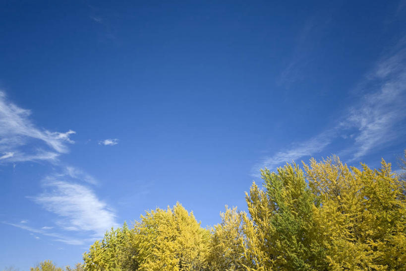 无人,横图,室外,白天,仰视,美景,树林,植物,银杏树,阴影,光线,影子,景观,云,云朵,云彩,树,树木,蓝色,绿色,白云,蓝天,天空,阳光,自然,天,景色,生长,晴朗,成长,自然风光,鸭脚树,晴空,银杏,公孙树,白果,彩图,低角度拍摄