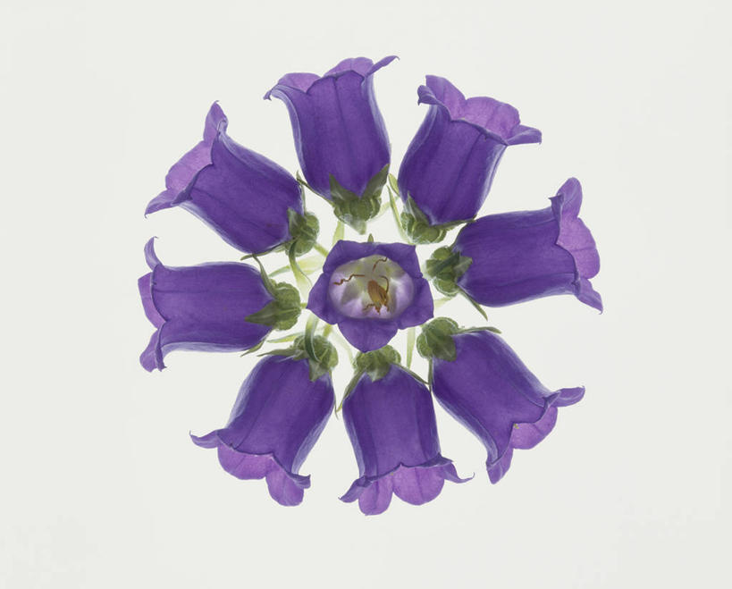 无人,横图,俯视,室内,特写,白天,白色背景,幸福,许多,环绕,盛开,围绕,铃兰花,很多,花蕾,环抱,花,花瓣,花朵,鲜花,排列,紫色,花苞,花蕊,摄影,影棚,铃铛花,铃兰,君影草,山谷百合,香水花,思念,摆列,萦绕,彩图,高角度拍摄,影棚拍摄,拍摄,布列,分列