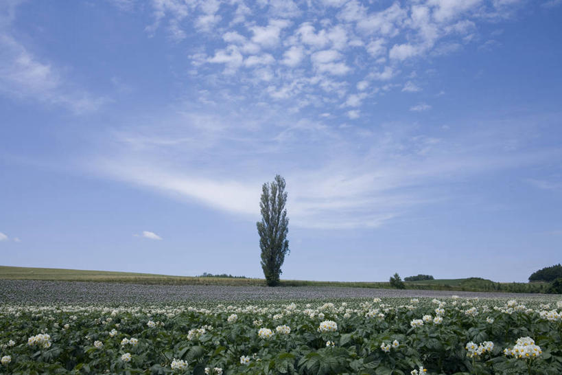 无人,横图,室外,白天,正面,旅游,度假,草地,草坪,花海,花圃,美景,植物,蔬菜,土豆,叶子,北海道,日本,亚洲,阴影,新鲜,盛开,光线,影子,景观,云,云朵,食品,花蕾,云彩,娱乐,草,花,花瓣,花朵,花卉,鲜花,树,树木,食物,蓝色,绿色,白云,蓝天,天空,阳光,自然,花丛,花束,花田,天,花苞,花蕊,享受,休闲,景色,放松,有机食品,绿色食品,生长,晴朗,成长,自然风光,东亚,日本国,北海道地方,北海道岛,馍馍蛋,上富良野町,道北,晴空,洋芋,山药蛋,马铃薯,彩图,空知郡,上川综合振兴局,振兴局,上川支厅,土豆花