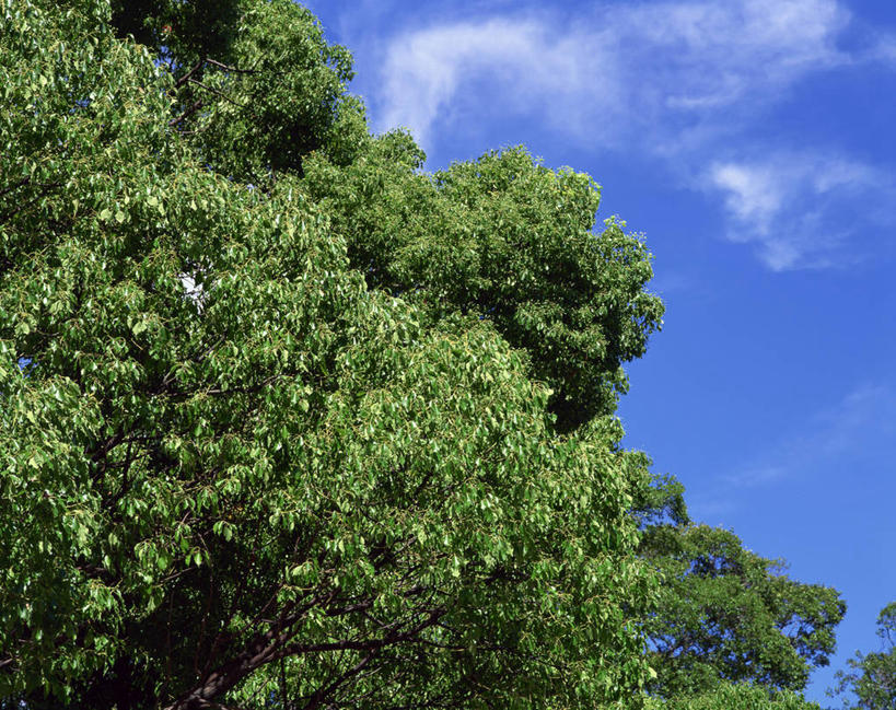 无人,横图,室外,白天,仰视,旅游,度假,美景,植物,樟树,阴影,光线,影子,景观,云,云朵,云彩,娱乐,树,树木,蓝色,绿色,白云,蓝天,天空,阳光,自然,天,享受,休闲,景色,放松,生长,晴朗,成长,自然风光,番樟,芳樟树,晴空,香樟,木樟,彩图,低角度拍摄