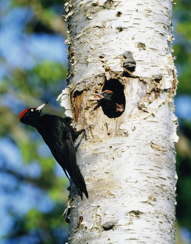 无人,站,竖图,室外,白天,仰视,美景,植物,鸟,啄木鸟,三只,阴影,朦胧,模糊,光线,鸟类,影子,景观,树桩,注视,树,树干,树木,绿色,阳光,自然,观察,看,站着,木桩,景色,生长,成长,观看,察看,关注,自然风光,黑啄木鸟,森林医生,站立,彩图,低角度拍摄,全身,益鸟