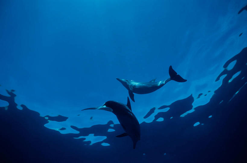 游泳,无人,横图,室外,白天,仰视,旅游,度假,海底,水下,海浪,海洋,美景,哺乳动物,海豚,鲸鱼,东京,日本,亚洲,两条,景观,浪花,水底,娱乐,海洋生物,自然,海水,动物,享受,休闲,景色,放松,海底世界,鲸,自然风光,水生动物,水生物,海景,东亚,海底动物,本州,关东地方,本州岛,日本国,东京都,泅水,鲸类,小笠原群岛,拍浮,小笠原村,小笠原支厅,大海,风浪,海,海床,海水的波动,近岸浪,涌浪,彩图,低角度拍摄,全身