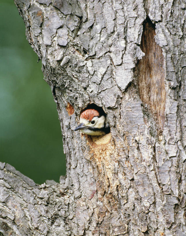 无人,竖图,室外,白天,正面,美景,植物,鸟,啄木鸟,朦胧,模糊,鸟类,洞,景观,树桩,注视,树,树干,树木,一只,绿色,自然,观察,看,木桩,景色,洞穴,生长,成长,观看,察看,关注,自然风光,穴,白花啄木鸟,臭奔得儿木,大斑啄木鸟,叼木冠,花奔得儿木,花啄木,啄木冠,森林医生,彩图,全身,益鸟