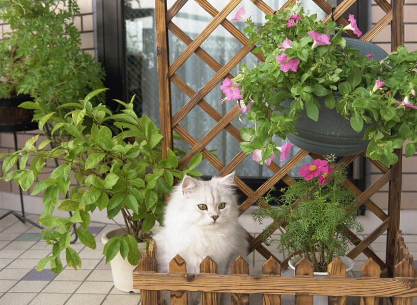 无人,栏杆,坐,横图,室外,白天,正面,植物,宠物,猫,叶子,朦胧,模糊,盛开,盆栽,栅栏,篱笆,围栏,绿叶,盆景,波斯猫,花蕾,注视,护栏,花,花瓣,花朵,鲜花,绿色,自然,动物,花苞,花蕊,观察,看,嫩叶,可爱,生长,成长,观看,一支,察看,关注,猫咪,叶,叶片,坐着,半身,彩图,金吉拉波斯猫