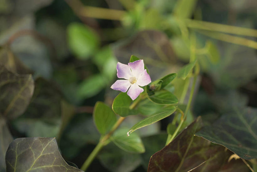 无人,横图,俯视,室外,特写,白天,幸福,美景,植物,月季花,叶子,阴影,朦胧,模糊,盛开,光线,纹理,影子,景观,绿叶,花蕾,花,花瓣,花朵,鲜花,一朵,粉色,绿色,阳光,自然,花苞,花蕊,嫩叶,景色,希望,自然风光,肌理,美艳,光荣,叶,叶片,叶脉,月月红,月季,长春花,彩图,高角度拍摄