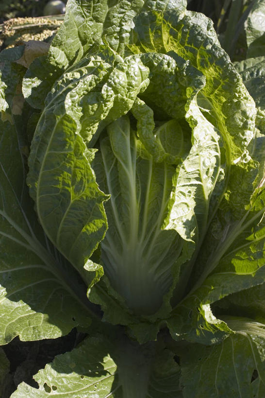 无人,竖图,室外,特写,白天,正面,蔬菜,阴影,新鲜,光线,影子,大白菜,食品,白菜,食物,一个,阳光,有机食品,绿色食品,单个,结球白菜,胶菜,彩图,黄芽白