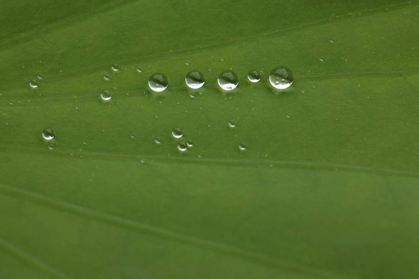 无人,横图,室外,特写,白天,正面,水,植物,叶子,新鲜,纹理,液体,水滴,绿叶,绿色,嫩叶,青春,生命,和平,安详,肌理,莲叶,冷色,叶,叶片,叶脉,彩图