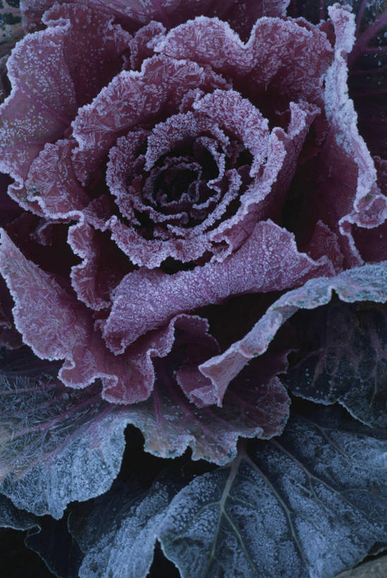 无人,竖图,俯视,室内,特写,白天,蔬菜,新鲜,食品,利益,祝福,食物,一个,有机食品,绿色食品,单个,羽衣甘蓝,花包菜,绿叶甘蓝,叶牡丹,牡丹菜,华美,吉祥如意,彩图,高角度拍摄