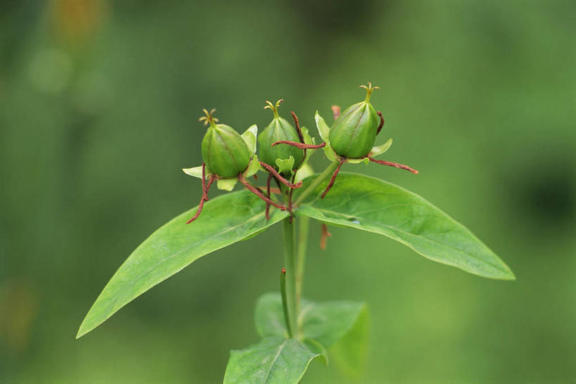 无人,横图,室外,特写,白天,正面,美景,植物,叶子,阴影,朦胧,模糊,光线,纹理,影子,景观,绿叶,草药,药草,中药,绿色,阳光,自然,嫩叶,景色,自然风光,药材,中草药,本草,肌理,贯叶连翘,圣约翰草,千层楼,贯叶金丝桃,叶,叶片,叶脉,彩图