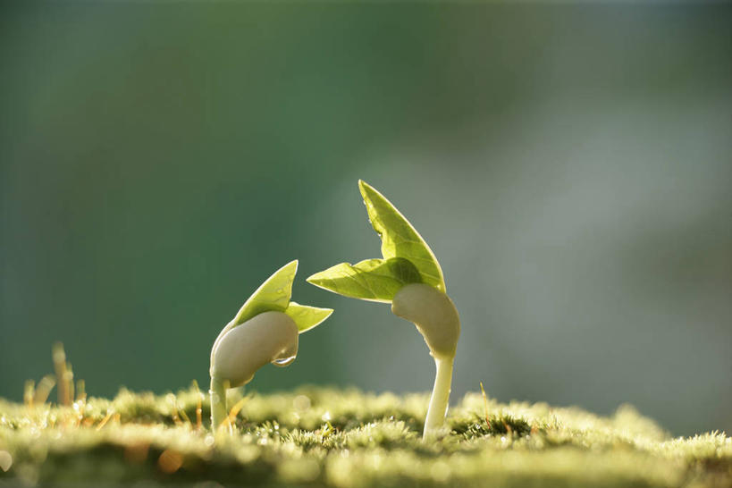 无人,横图,室外,特写,白天,正面,美景,植物,阴影,朦胧,模糊,光线,影子,景观,青苔,发芽,苔藓,绿色,阳光,自然,景色,生长,成长,自然风光,抽芽,彩图