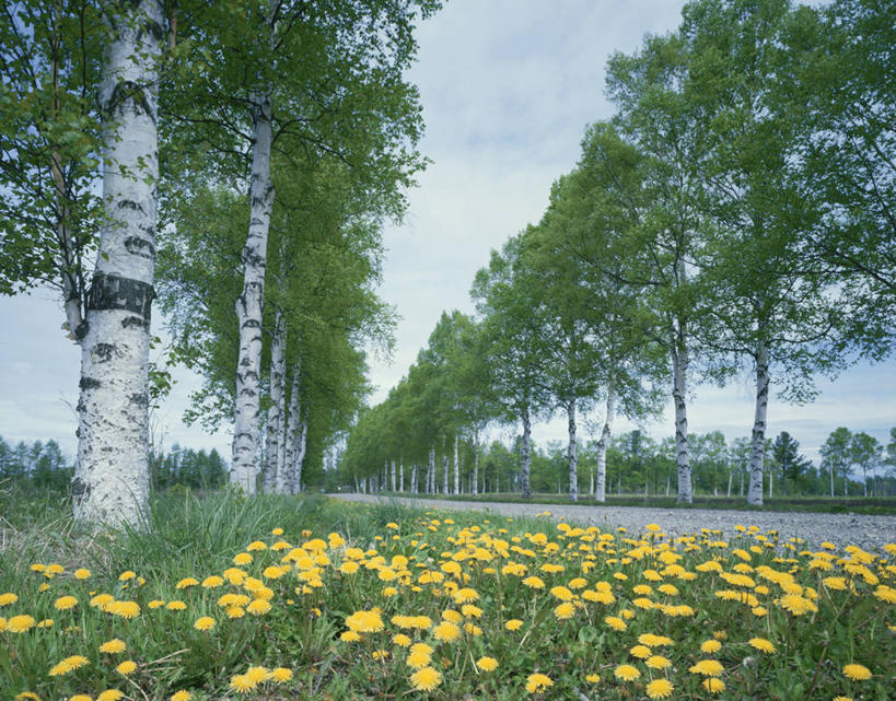 无人,横图,室外,白天,正面,爱情,旅游,度假,花海,花圃,美景,树林,植物,道路,路,公路,蒲公英,叶子,北海道,日本,亚洲,阴影,盛开,光线,影子,景观,云,云朵,交通,花蕾,云彩,娱乐,花,花瓣,花朵,花卉,鲜花,树,树木,黄色,蓝色,绿色,白云,蓝天,天空,阳光,自然,花丛,花束,花田,天,花苞,花蕊,享受,休闲,景色,放松,生长,晴朗,成长,自然风光,东亚,日本国,北海道地方,北海道岛,开朗,上士幌町,晴空,马路,蒲公草,尿床草,黄花地丁,彩图,河东郡,带广,带广市,十胜支厅