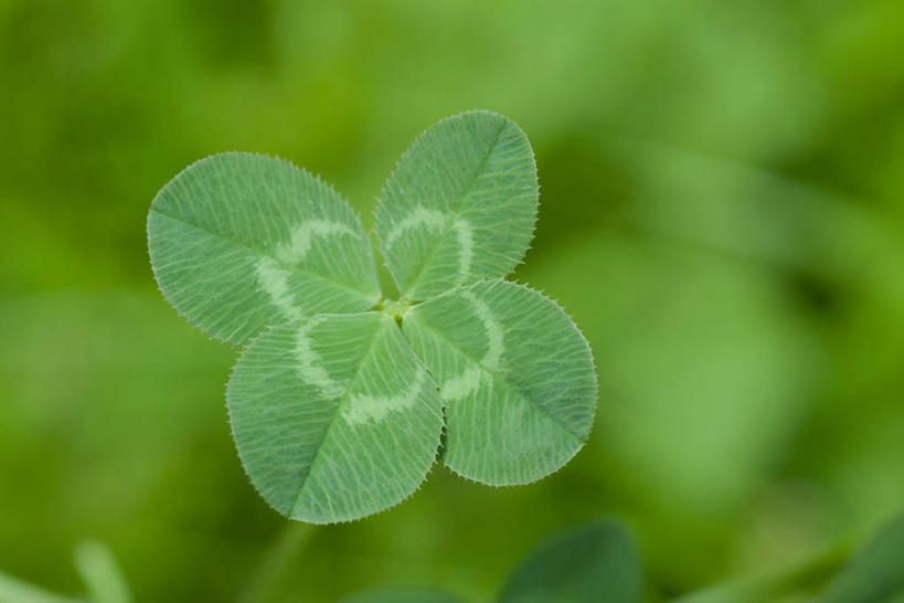 无人,横图,俯视,室外,特写,白天,自由,美景,阴影,朦胧,模糊,光线,影子,景观,四叶草,幸运草,阳光,自然,景色,自然风光,和平,牛角花,统一,团结,幸运,彩图,高角度拍摄