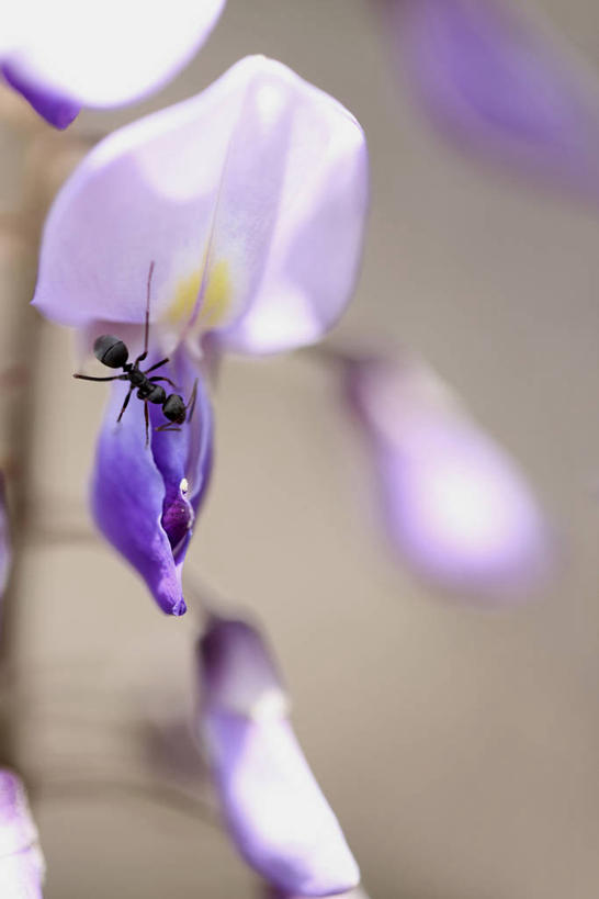 无人,竖图,室外,特写,白天,正面,美景,阴影,朦胧,模糊,盛开,光线,影子,景观,紫藤,花蕾,花,花瓣,花朵,鲜花,紫色,阳光,自然,花苞,花蕊,景色,自然风光,朱藤,藤萝,招藤,招豆藤,彩图