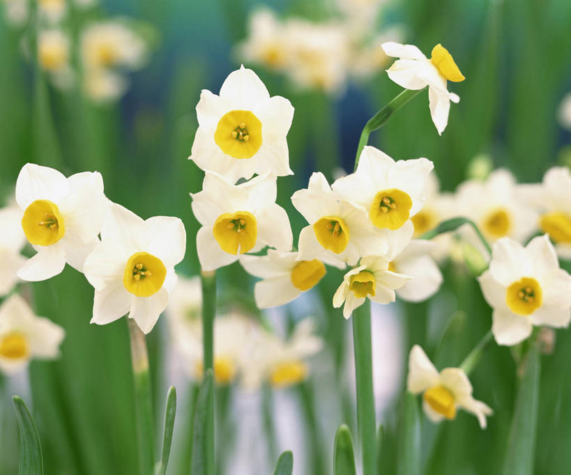 无人,横图,室外,特写,白天,正面,爱情,陶醉,花海,花圃,美景,植物,水仙花,叶子,阴影,朦胧,模糊,盛开,光线,影子,景观,花蕾,花,花瓣,花朵,花卉,鲜花,绿色,白色,阳光,自然,花丛,花束,花田,花苞,花蕊,景色,自然风光,记忆,金盏银台,玉玲珑,女史花,雅蒜,天蒜,敬意,自恋,黄水仙,喇叭水仙,凌波仙子,水仙,天葱,彩图