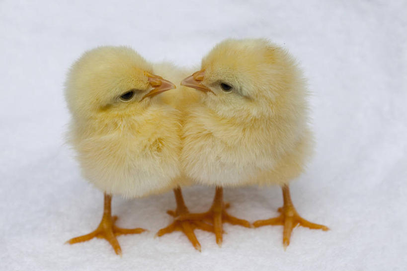 无人,站,横图,俯视,室内,特写,白天,鸡,阴影,灰色背景,朦胧,模糊,反射,影子,扭头,家禽,相视,动物,站着,转头,两只,面对面,摄影,牲畜,影棚,对视,互视,相对,相看,站立,彩图,高角度拍摄,全身,影棚拍摄,拍摄