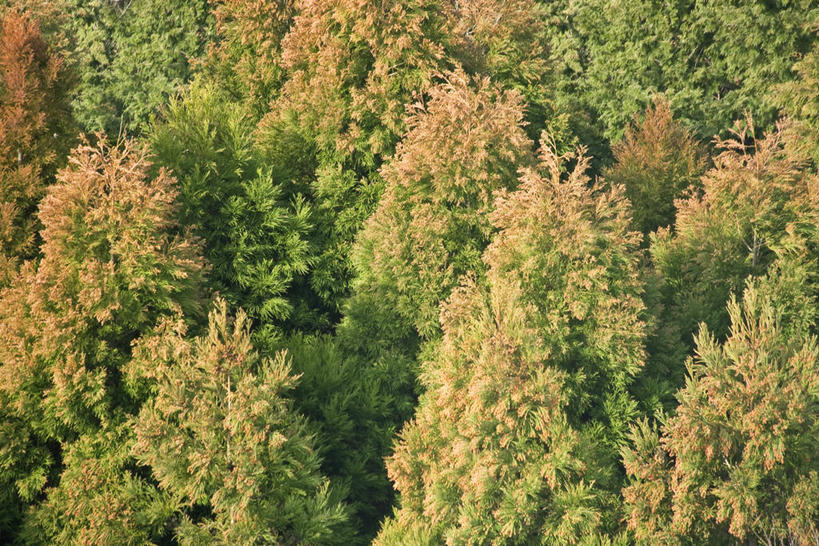 无人,横图,俯视,室外,白天,旅游,度假,美景,森林,树林,植物,松树,阴影,光线,影子,景观,娱乐,树,树木,绿色,阳光,自然,享受,休闲,景色,放松,生长,成长,自然风光,杉树,坚定,长寿,贞洁,柳杉,彩图,高角度拍摄,孔雀松,木沙椤树