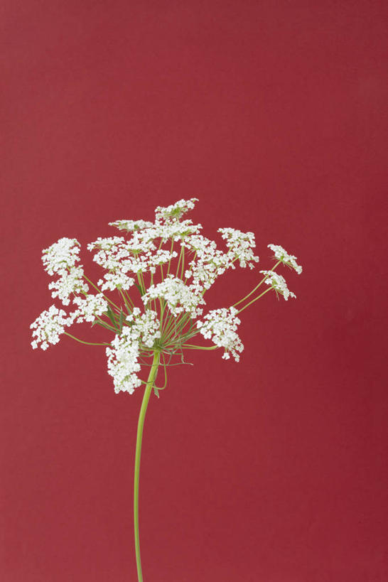 无人,竖图,室内,特写,白天,正面,植物,阴影,红色背景,盛开,反射,影子,草药,药草,花蕾,中药,花,花瓣,花朵,鲜花,白色,花苞,花蕊,摄影,影棚,药材,中草药,接骨木,中药材,本草,草珊瑚,接骨金粟兰,九节茶,九节风,九节花,肿节风,竹节茶,彩图,影棚拍摄,拍摄