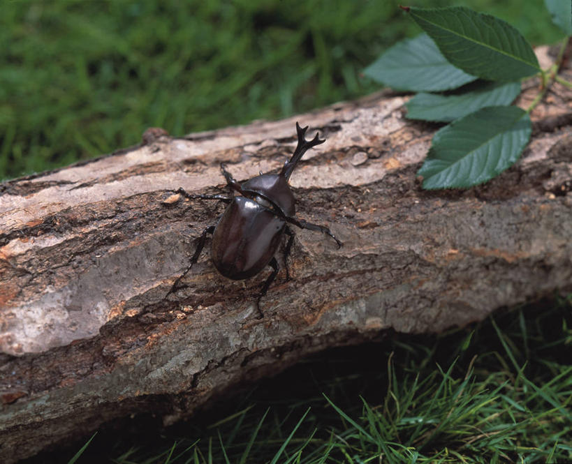 无人,横图,室外,特写,白天,正面,草地,草坪,美景,植物,叶子,阴影,朦胧,模糊,光线,昆虫,影子,景观,绿叶,树桩,甲壳虫,草,树干,一只,绿色,阳光,自然,动物,趴着,嫩叶,木桩,景色,自然风光,甲虫,害虫,鹿角锹形虫,锹甲虫,锹型虫,锹型甲,叶,叶片,趴,彩图,全身