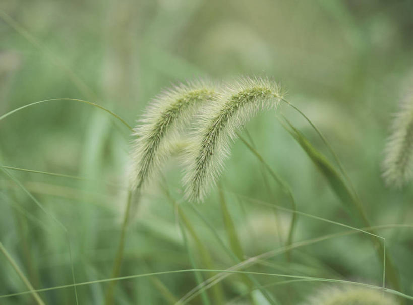 无人,横图,室外,特写,白天,正面,草地,草坪,美景,植物,阴影,朦胧,模糊,光线,影子,景观,狗尾巴草,草,绿色,阳光,自然,狗尾草,景色,自然风光,绿狗尾草,谷莠子,彩图,毛毛草,宿田翁