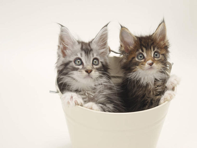 无人,横图,室内,白天,白色背景,正面,宠物,猫,阴影,反射,木桶,桶,影子,注视,一个,动物,容器,观察,看,趴着,两只,可爱,摄影,影棚,单个,观看,储藏,察看,储存,关注,猫咪,浴桶,趴,半身,彩图,影棚拍摄,拍摄,贮存