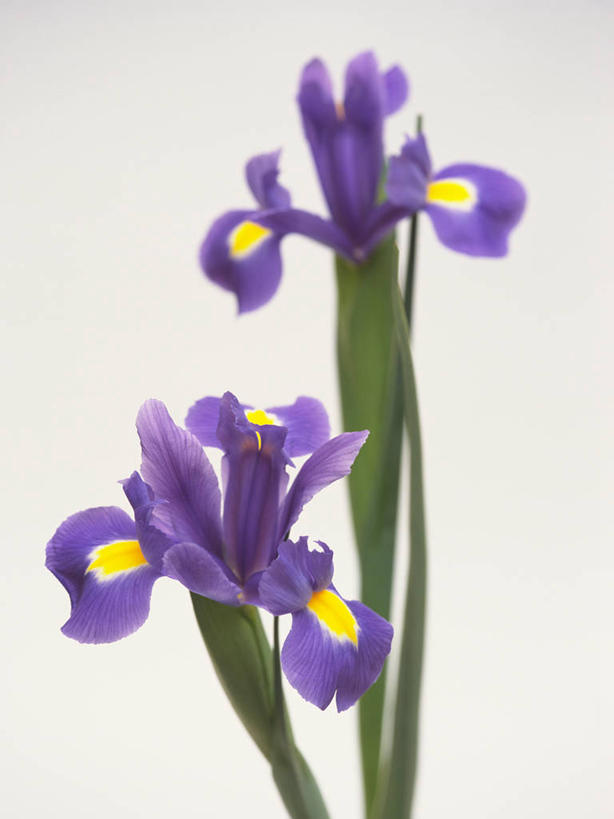 无人,竖图,室内,特写,白天,白色背景,正面,爱情,友谊,阴影,朦胧,模糊,盛开,反射,影子,鸢尾花,花蕾,花,花瓣,花朵,鲜花,两朵,紫色,花苞,花蕊,摄影,影棚,鸢尾,紫蝴蝶,蓝蝴蝶,扁竹花,彩图,影棚拍摄,拍摄,爱丽丝,爱丽丝花