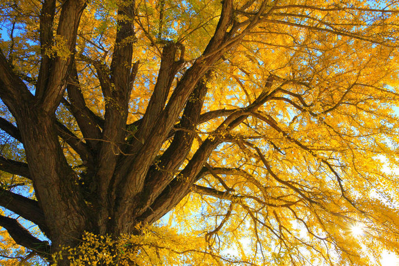 无人,横图,室外,白天,仰视,美景,树林,植物,银杏树,阴影,光线,影子,景观,枝条,树,树木,树枝,绿色,阳光,自然,景色,生长,成长,自然风光,鸭脚树,虬枝,枝杈,银杏,公孙树,白果,彩图,低角度拍摄