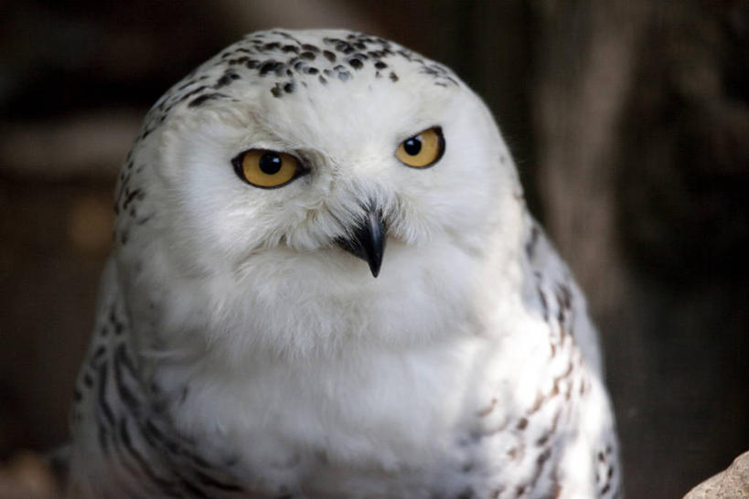 头,无人,横图,室外,特写,白天,正面,美景,鸟,野生动物,朦胧,模糊,鸟类,景观,注视,一只,白色,自然,动物,观察,看,景色,观看,察看,关注,自然风光,凶猛,雪鸮,雪枭,白鸮,白夜猫子,雪猫头鹰,怪鸱,鸺鸱,残暴,凶残,头部,鸮,枭,半身,彩图,鸱鸮,鸮角鸱