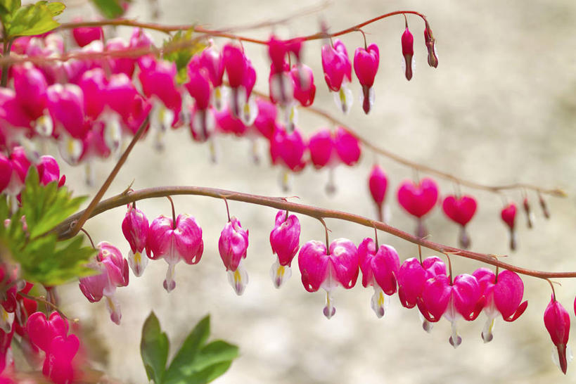 无人,横图,室外,特写,白天,正面,美景,叶子,朦胧,模糊,盛开,景观,绿叶,花蕾,花,花瓣,花朵,鲜花,粉色,自然,花苞,花蕊,嫩叶,景色,同意,接受,自然风光,荷包牡丹,铃儿草,兔儿牡丹,鱼儿牡丹,答应,叶,叶片,彩图