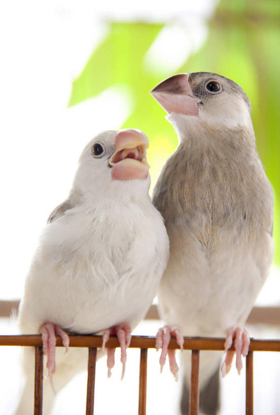 无人,站,竖图,室内,白天,正面,鸟,叶子,朦胧,模糊,麻雀,鸟类,绿叶,扭头,注视,观察,看,站着,转头,两只,嫩叶,观看,察看,关注,家雀,霍雀,老家贼,嘉宾,树麻雀,瓦雀,只只,叶,叶片,站立,彩图,全身