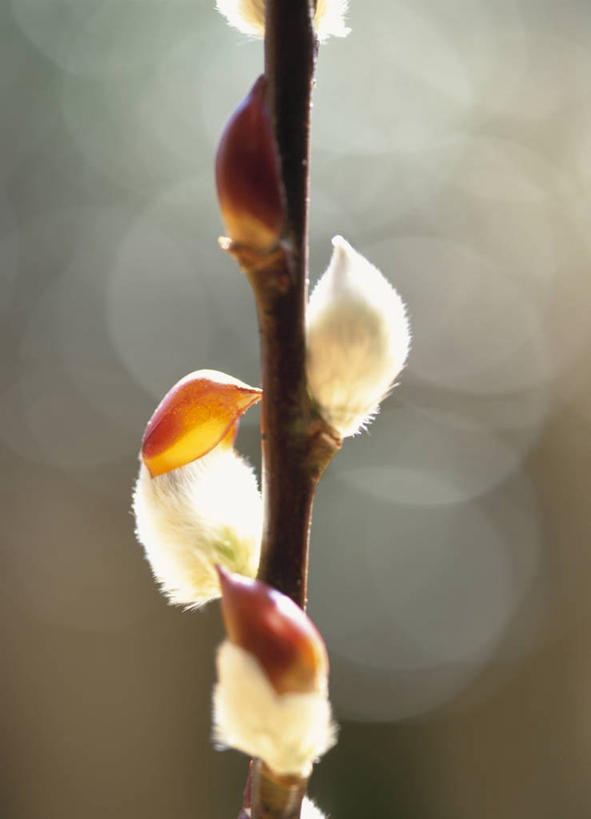 无人,竖图,室外,特写,白天,正面,自由,美景,阴影,朦胧,模糊,盛开,光线,影子,景观,猫柳,枝条,花蕾,花,花瓣,花朵,鲜花,树枝,阳光,自然,花苞,花蕊,景色,生命,自然风光,银芽柳,棉花柳,银柳,虬枝,枝杈,彩图