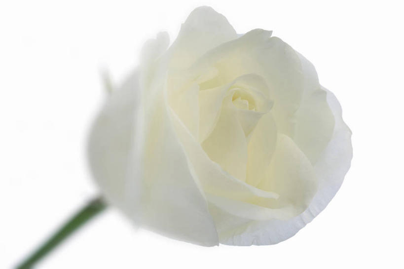 无人,横图,室内,特写,白天,白色背景,正面,爱情,幸福,纯洁,热情,玫瑰,盛开,玫瑰花,浪漫,花蕾,花,花瓣,花朵,鲜花,一朵,白玫瑰,花苞,花蕊,温暖,温馨,恩爱,摄影,影棚,和睦,感动,尊敬,天真,刺玫花,徘徊花,彩图,影棚拍摄,拍摄,融洽