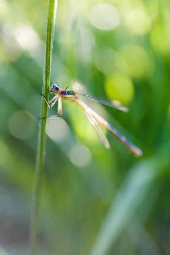 无人,竖图,室外,特写,白天,侧面,草地,美景,植物,阴影,朦胧,模糊,光线,昆虫,影子,景观,注视,停留,草,一只,绿色,阳光,自然,动物,观察,看,景色,观看,停止,察看,关注,自然风光,益虫,豆娘,蜻蛉,逗留,停顿,彩图,全身