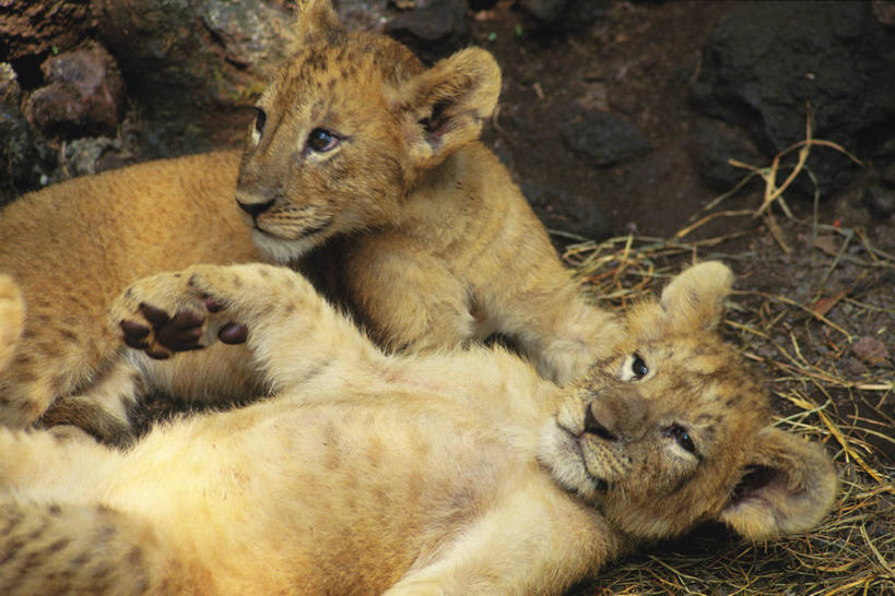 无人,躺,横图,俯视,室外,白天,美景,植物,哺乳动物,野生动物,狮子,枯萎,景观,枯草,扭头,注视,草,黄色,自然,动物,观察,看,趴着,转头,两只,景色,观看,察看,关注,自然风光,凶猛,卧着,残暴,凶残,趴,躺着,卧,半身,彩图,高角度拍摄