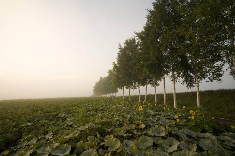无人,横图,室外,白天,正面,草地,草坪,美景,树林,植物,北海道,日本,亚洲,一排,阴影,整齐,并列,并排,光线,影子,景观,草,树,树木,排列,蓝色,绿色,蓝天,天空,阳光,自然,天,景色,生长,晴朗,成长,队列,自然风光,平行,东亚,万里无云,日本国,北海道地方,北海道岛,绢柏,银桦,银桦树,晴空,晴空万里,彩图